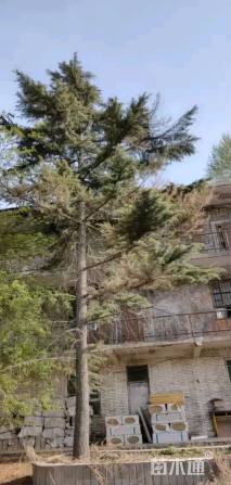 高度10000厘米雪松