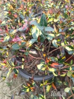 高度30厘米金叶络石