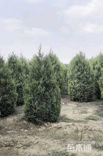 高度200厘米望都塔桧