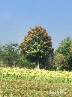 22公分耐寒广玉兰