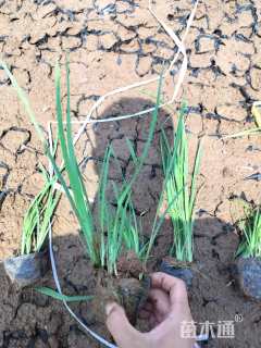 高度40厘米马兰头