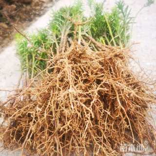 高度20厘米曼地亚红豆杉