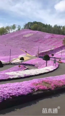 高度15厘米丛生福禄考