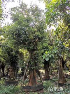 50公分小叶榕