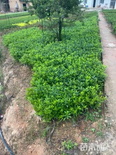 高度25厘米杜鹃