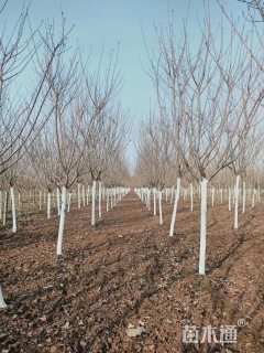 7公分美国红枫-红冠