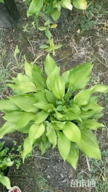 高度10厘米花叶玉簪
