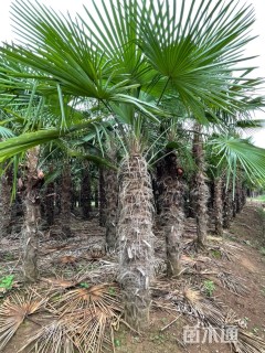 裸干高250厘米棕榈