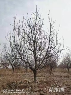 10公分八棱海棠