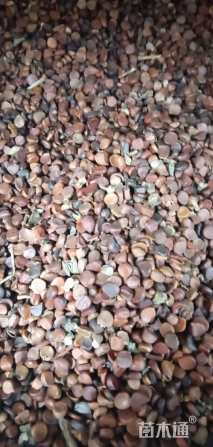 亦运林篆黄菖蒲种子