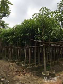 9公分扁桃