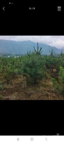 高度150厘米黑松