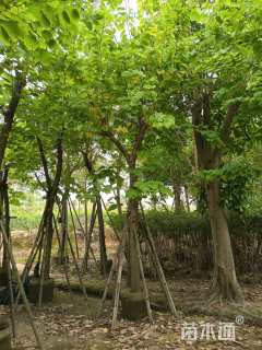 10公分白花羊蹄甲