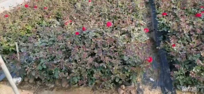 高度30厘米品种月季