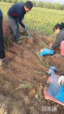 高度50厘米红叶小檗