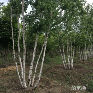 高度350厘米(4杆)丛生白桦