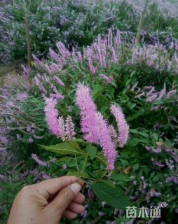 高度100厘米木本香薷
