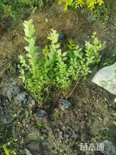 高度120厘米金叶女贞