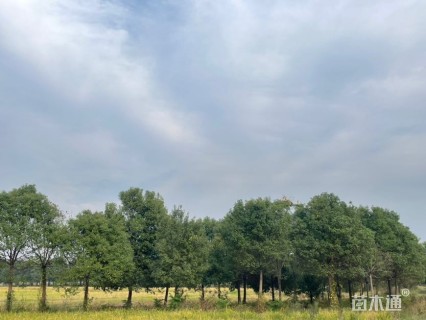 20公分香樟
