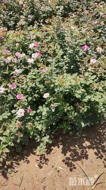 高度40厘米月季