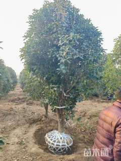 高度250厘米丛生桂花