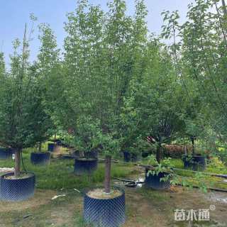 8公分红梅