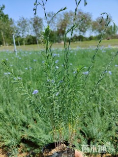 高度20厘米宿根亚麻