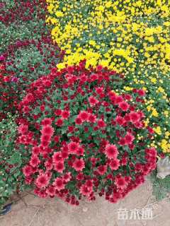 高度30厘米千头菊