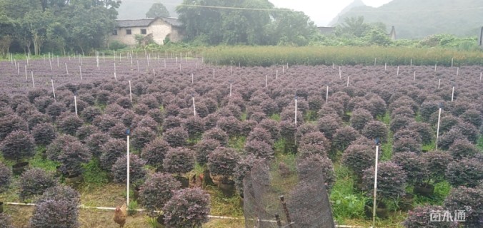 冠幅50厘米红花继木球