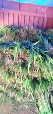 高度10厘米鸢尾