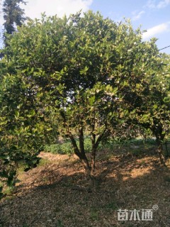 高度500厘米丛生胡柚