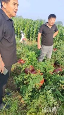 高度60厘米紫穗槐