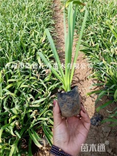 高度20厘米石蒜