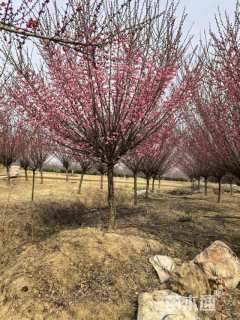 10公分红梅
