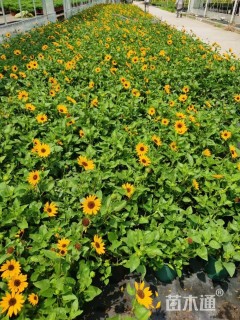 高度40厘米向日葵