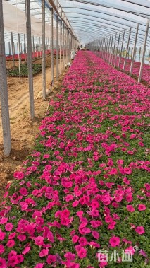 高度18厘米矮牵牛