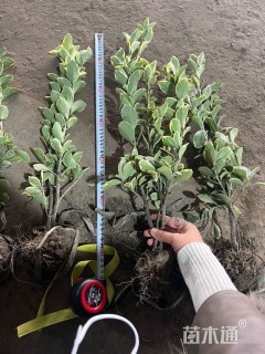 高度50厘米金边黄杨