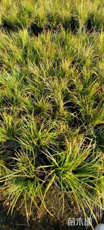 高度15厘米金叶石菖蒲