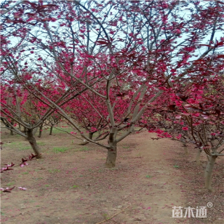 6公分红叶碧桃