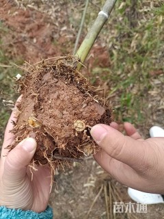 地栽苗楠竹