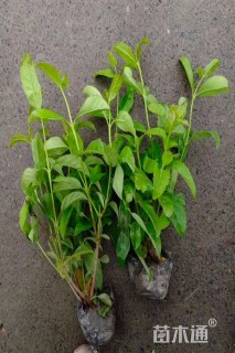 高度40厘米荚迷