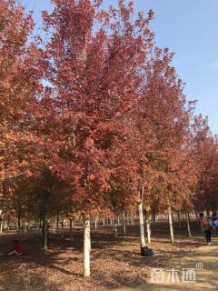 18公分美国红枫