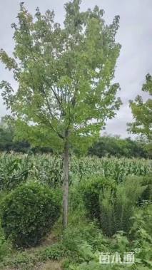 15公分美国红枫