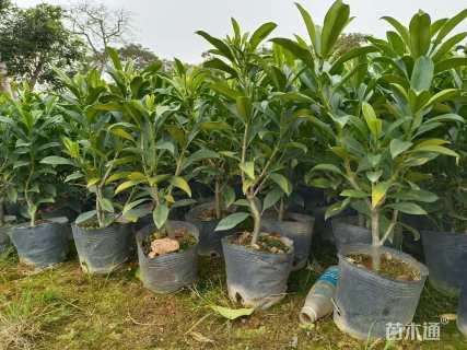 高度40厘米非洲茉莉