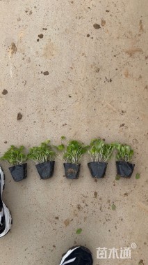 高度20厘米二月兰