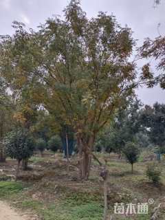 8公分(4杆)丛生黄连木