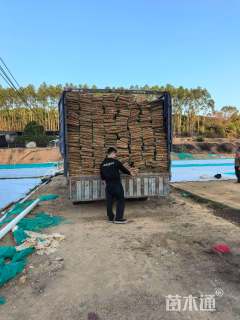 草卷状马尼拉草