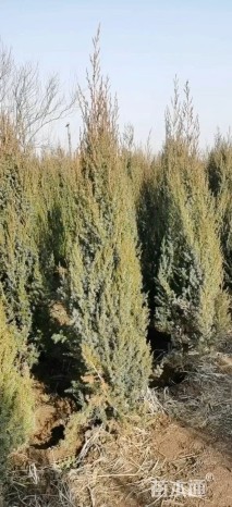 高度150厘米刺柏