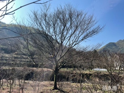 20公分红枫