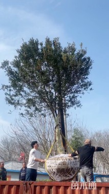 高度300厘米小叶黄杨